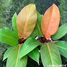 画像をギャラリービューアに読み込む, フィロデンドロン・プリンスオブオレンジ 4号