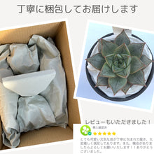画像をギャラリービューアに読み込む, エケベリア・カマノイ プエブラ 2.5号 国内実生苗