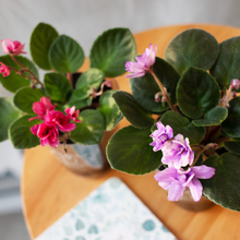 画像をギャラリービューアに読み込む, 【土を使わない花】テーブルプランツ (Table Plants) セントポーリア ※数量限定/予約商品