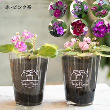 画像をギャラリービューアに読み込む, 【土を使わない花】テーブルプランツ (Table Plants) セントポーリア ※数量限定/予約商品