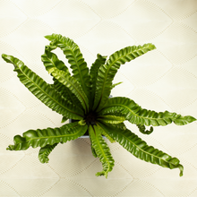 画像をギャラリービューアに読み込む, 【土を使わない観葉植物】テーブルプランツ(Table Plants) CUBE アスプレニウム