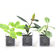 画像をギャラリービューアに読み込む, 【土を使わない観葉植物】テーブルプランツ (Table Plants) フィカス(ゴムの木)