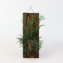 画像をギャラリービューアに読み込む, 【一点物】板付 リプサリス・ハティオラ