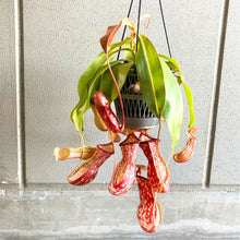 画像をギャラリービューアに読み込む, 【予約商品:6/7発送分】ネペンテス(ウツボカズラ)・ガヤ 5号