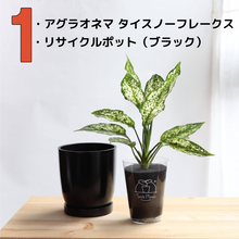 画像をギャラリービューアに読み込む, 【土を使わない観葉植物】テーブルプランツ(Table Plants) アグラオネマ×リサイクルポット(ブラック)