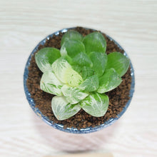 画像をギャラリービューアに読み込む, 【一点物】ハオルチア・オブツーサ錦 2号 信楽焼(丸鉢)セット