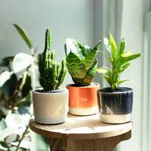画像をギャラリービューアに読み込む, 【土を使わない観葉植物】カラー グレイズド ポット カバーセット (2号相当) ※テーブルプランツ(Table Plants)アレンジ