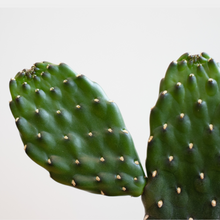 画像をギャラリービューアに読み込む, 【土を使わないサボテン】テーブルプランツキューブ(Table PlantsCUBE) スミエボシ