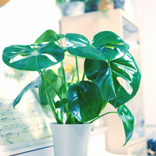 画像をギャラリービューアに読み込む, モンステラ・アダンソニー 4号 室内におすすめ 初心者向き