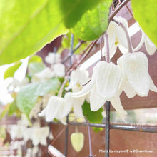 画像をギャラリービューアに読み込む, 【限定56鉢】クレマチス・アンスンエンシス 4号 リング仕立て ※予約商品:12/7まで 出荷予定:12/12