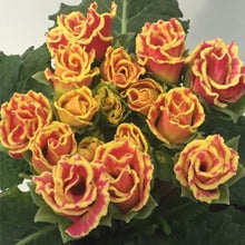 画像をギャラリービューアに読み込む, 【予約商品:2/2発送】プリムラ・ポリアンサ'リボン' 4号 3ポットセット(花色おまかせ)