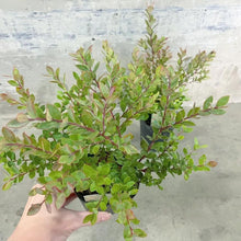 画像をギャラリービューアに読み込む, 【予約商品:11/17発送】ネイティブブルーベリー・プリティ 5号 1鉢