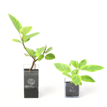 画像をギャラリービューアに読み込む, 【土を使わない観葉植物】テーブルプランツ(Table Plants) フィカス・アルテシーマ