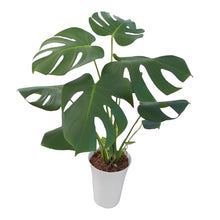 画像をギャラリービューアに読み込む, 【販売期間:10月29日まで】モンステラ・デリシオサ 6号 おしゃれなインテリアグリーン ※高さ約50cm