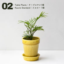 画像をギャラリービューアに読み込む, 【土を使わない観葉植物】テーブルプランツ(Table Plants)1品種×Kaunis Standard鉢セット