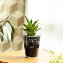 画像をギャラリービューアに読み込む, 【土を使わない観葉植物】テーブルプランツ(Table Plants) サンスベリア・パゴダ