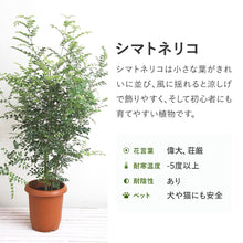 画像をギャラリービューアに読み込む, シマトネリコ 8号 初心者向き 庭木 シンボルツリー