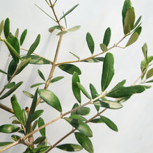 画像をギャラリービューアに読み込む, 香川で育ったオリーブの木(ルッカ) 5号 ※高さ約100cm