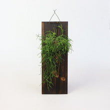 画像をギャラリービューアに読み込む, 【一点物】板付リプサリス・カスッサ