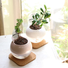 画像をギャラリービューアに読み込む, 【底面給水鉢で育てる】アクアコロン ミニボンサイ(お楽しみ!品種おまかせ) 3号 1鉢