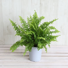 画像をギャラリービューアに読み込む, ネフロレピス・E・ツデー 4号 おしゃれな鉢カバーセット