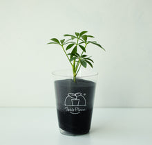 画像をギャラリービューアに読み込む, 【土を使わない観葉植物】テーブルプランツ(Table Plants) カポック