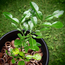 画像をギャラリービューアに読み込む, コブミカン(カフィア・ライム/バイマックルー) 7号 庭木にもおすすめ
