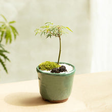 画像をギャラリービューアに読み込む, もみじのミニ盆栽 萬古焼鉢セット 3.5号 1鉢