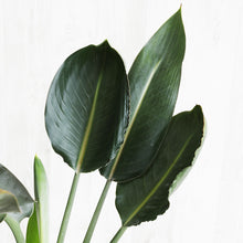 画像をギャラリービューアに読み込む, ストレリチア・オーガスタ 7号 室内におすすめ観葉植物