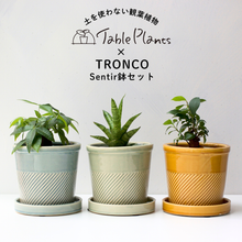 画像をギャラリービューアに読み込む, 【土を使わない観葉植物】テーブルプランツ(Table Plants)1品種×Sentir鉢セット
