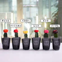 画像をギャラリービューアに読み込む, 【土を使わないサボテン】テーブルプランツ(Table Plants)ヒボタン(緋牡丹)