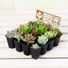 画像をギャラリービューアに読み込む, 多肉植物 1号 ケース売り プラグ苗 16個入りセット(4×4)