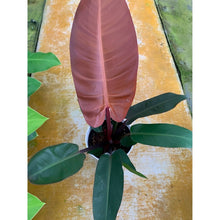 画像をギャラリービューアに読み込む, 【室内におすすめ 観葉植物】フィロデンドロン・サンレッド 6号