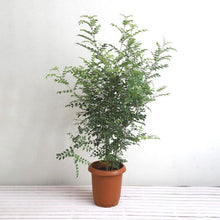 画像をギャラリービューアに読み込む, シマトネリコ 8号 初心者向き 庭木 シンボルツリー