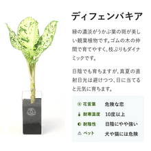 画像をギャラリービューアに読み込む, 【土を使わない観葉植物】テーブルプランツ トール(Table Plants TALL)