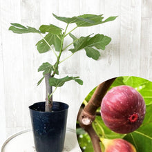 画像をギャラリービューアに読み込む, 【予約商品:5/17以降発送分】イチジク・ドーフィン 果樹 3.5号 1鉢
