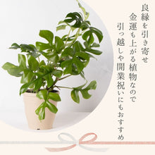 画像をギャラリービューアに読み込む, ヒメモンステラ 5号 北欧デザイン鉢カバーセット&ポットスタンド (カーキ)