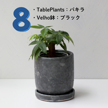 画像をギャラリービューアに読み込む, 【土を使わない観葉植物】テーブルプランツ(Table Plants)1品種×Velho鉢セット