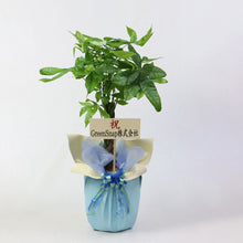 画像をギャラリービューアに読み込む, 【ラッピング&木札付き】パキラ ねじり 7号 ギフトにおすすめ 鉢カバーセット 開店・開業祝い/移転・引っ越し祝い/誕生日祝い