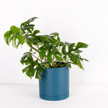 画像をギャラリービューアに読み込む, ヒメモンステラ 5号 北欧デザインストレート鉢カバーセット
