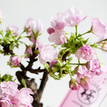 画像をギャラリービューアに読み込む, 苔玉さくら(旭山桜) ※予約商品