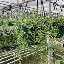 画像をギャラリービューアに読み込む, 【販売期間:6/30まで】多肉植物 三日月ネックレス 吊鉢 5号 1鉢