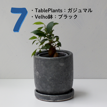 画像をギャラリービューアに読み込む, 【土を使わない観葉植物】テーブルプランツ(Table Plants)1品種×Velho鉢セット