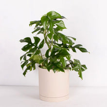 画像をギャラリービューアに読み込む, ヒメモンステラ 5号 北欧デザインストレート鉢カバーセット