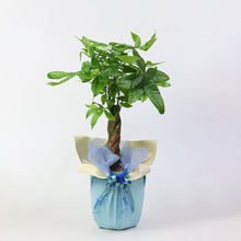 画像をギャラリービューアに読み込む, ギフトラッピング(専用商品ページ・植物用)