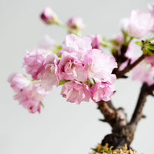 画像をギャラリービューアに読み込む, 苔玉さくら(旭山桜) ※予約商品