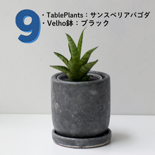 画像をギャラリービューアに読み込む, 【土を使わない観葉植物】テーブルプランツ(Table Plants)1品種×Velho鉢セット