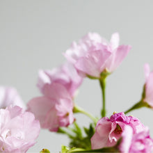 画像をギャラリービューアに読み込む, 苔玉さくら(旭山桜) ※予約商品