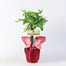 画像をギャラリービューアに読み込む, 【ラッピング&木札付き】パキラ ねじり 7号 ギフトにおすすめ 鉢カバーセット 開店・開業祝い/移転・引っ越し祝い/誕生日祝い