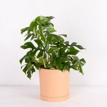 画像をギャラリービューアに読み込む, ヒメモンステラ 5号 北欧デザインストレート鉢カバーセット